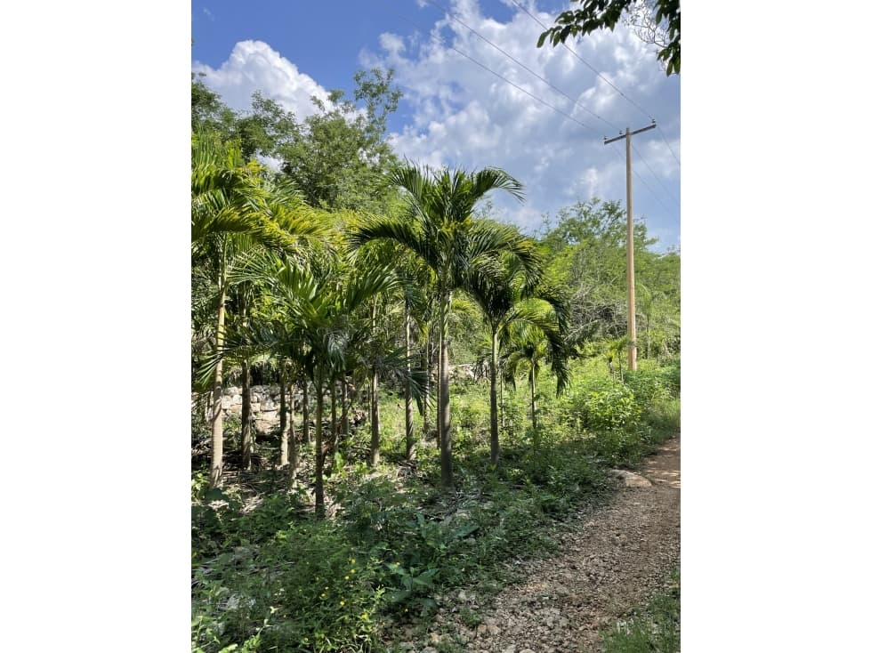 Venta de Finca de 103 Hectáreas a 24 km de Mérida - 1