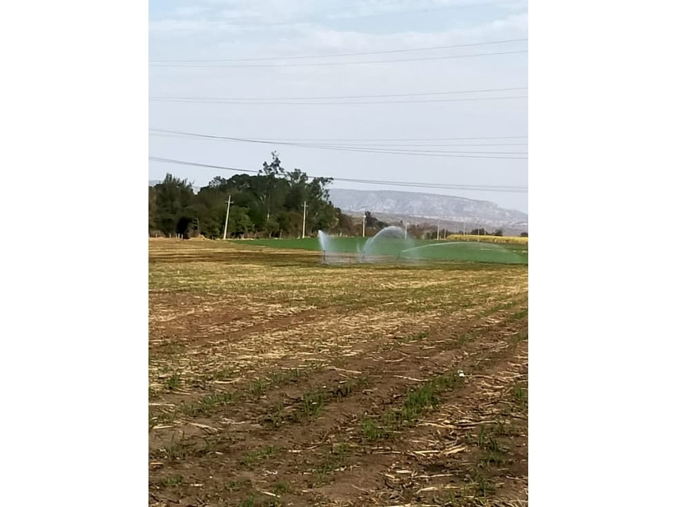 03167 VENTA DE HECTARIAS EN RUISEÑORES, JALISCO - 1