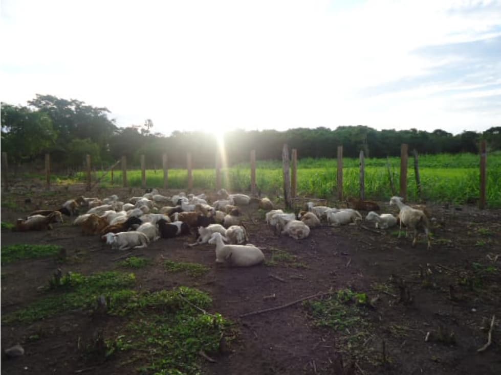 OPORTUNIDAD RANCHO 270 HECTÁREAS, EN CHAMPOTÓN CAMPECHE - 1