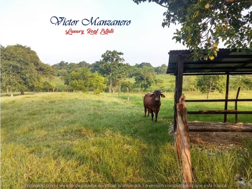 16 HAS. RANCHO GANADERO EN VENTA CARRETERA VILLAHERMOSA-MACUSPANA - 1