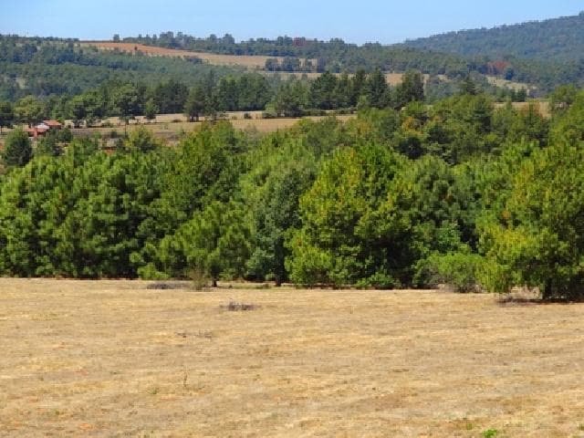 2 Terrenos en venta con vista al lago en Zirahuén - 1