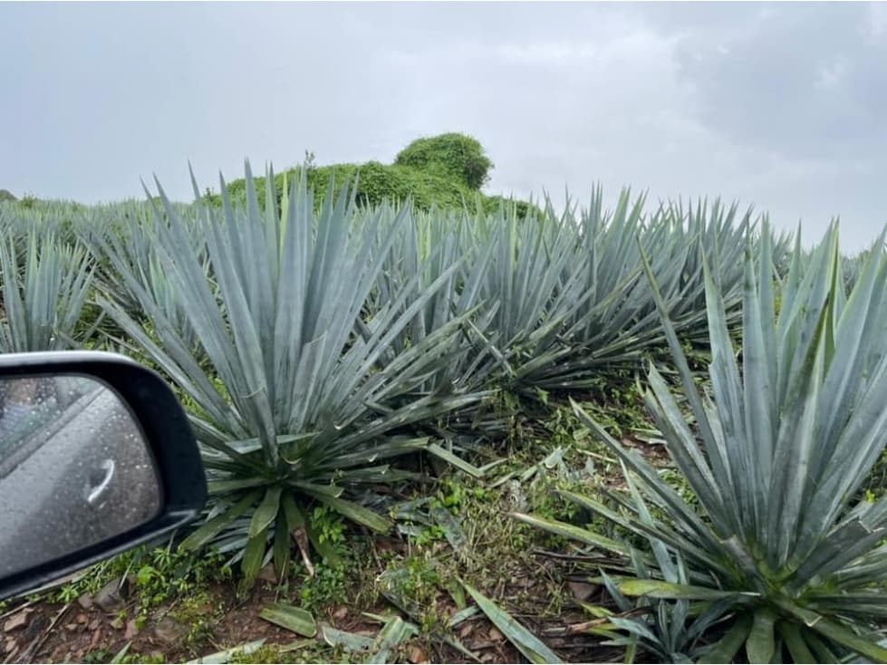 EN VENTA 14.5 HECTAREAS DE AGAVE EN ARANDAS JALISCO - 1