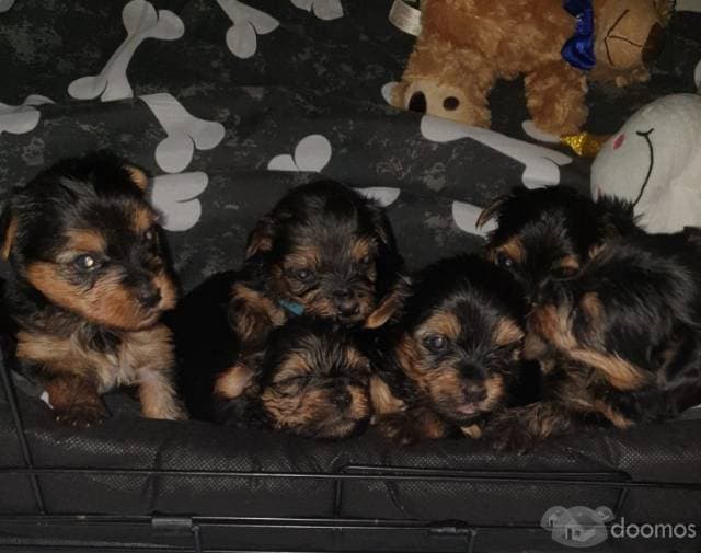 Lindos cachorros Yorkie - 1