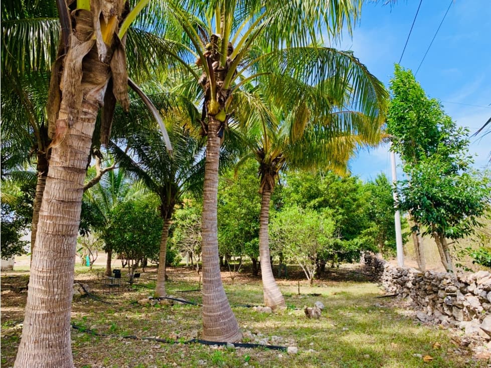 Venta de rancho en Yobain Yucatán - 1