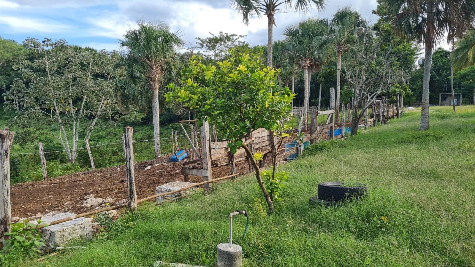 VENTA RANCHO EN TIZIMIN MERIDA DE 45 HECTAREAS. - 1