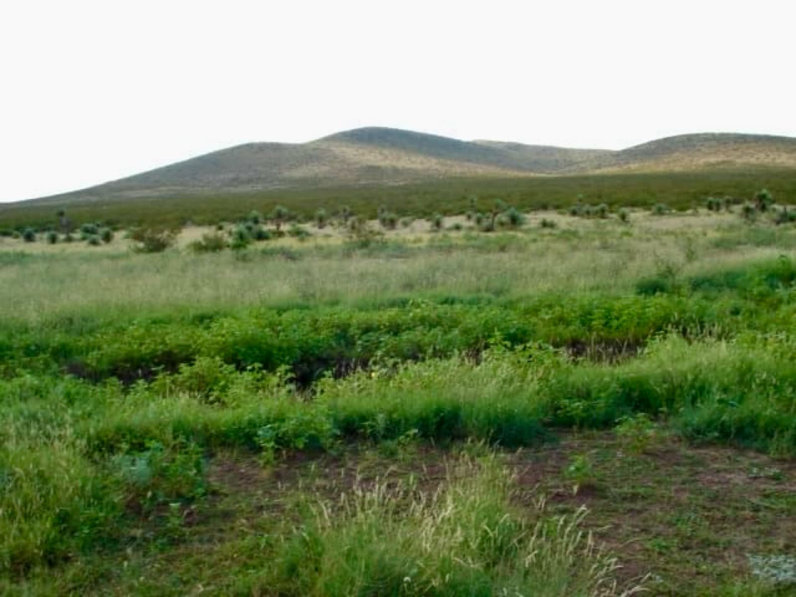 RANCHO GANADERO EN VENTA EN JIMENEZ, CHIHUAHUA (1000 HAS) - 1