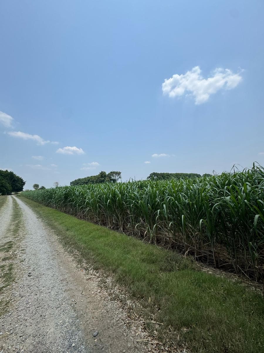 Terreno en VENTA DE TERRENO/ RANCHO EN LA COMUNIDAD DE SANTA TERESA TUXTEPEC OAXACA - 1