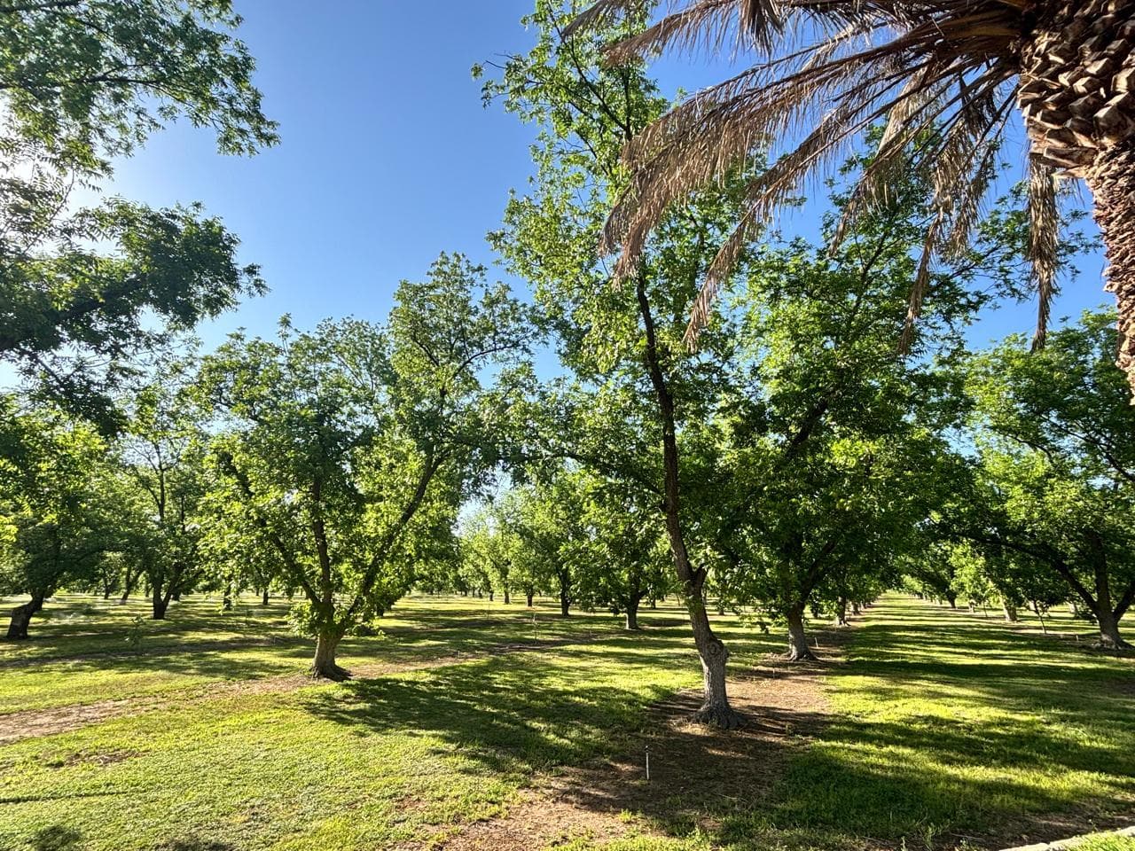 Terreno de 143 hectareas en venta en Jimenez Chihuahua, productor de nuez de exportacion - 1