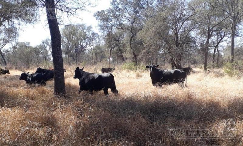 Campo ganadero armado en venta. Taco Pozo, Chaco - 1