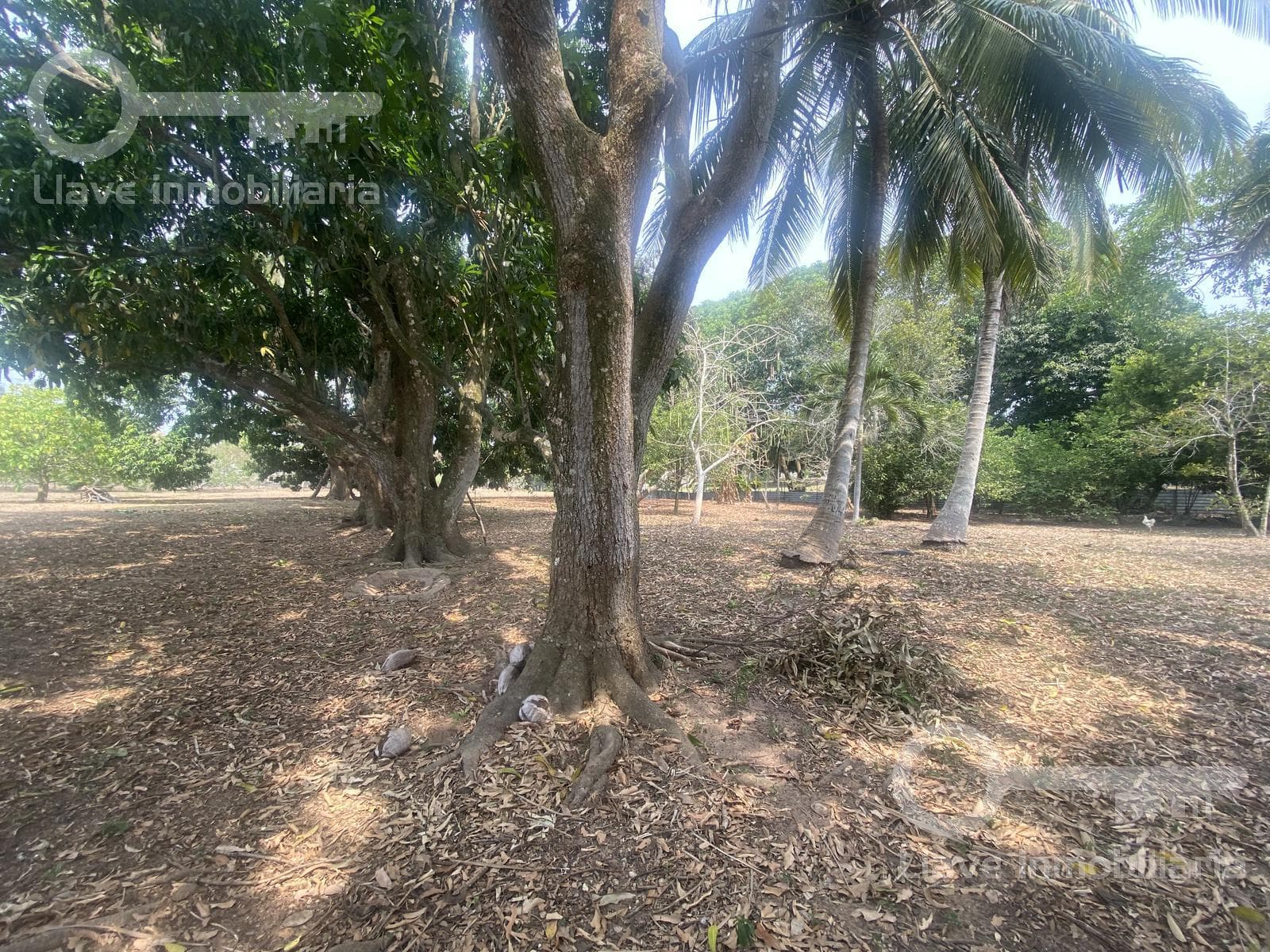 Venta de terreno en Carretera Antigua Coatzacoalcos-Minatitlán, Col. Canticas, en Cosoleacaque, Veracruz. - 1