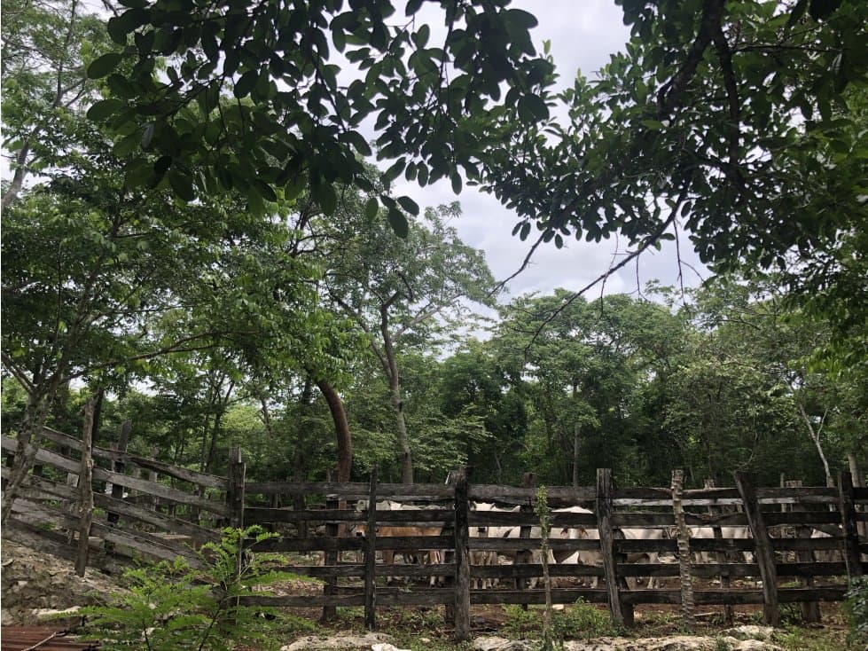 Rancho con cenote cerca de Nah Balam - 1
